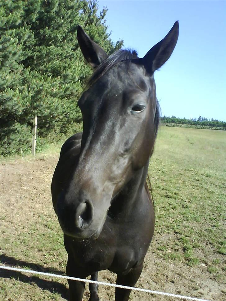 Traver Kate dybvad<3 billede 5