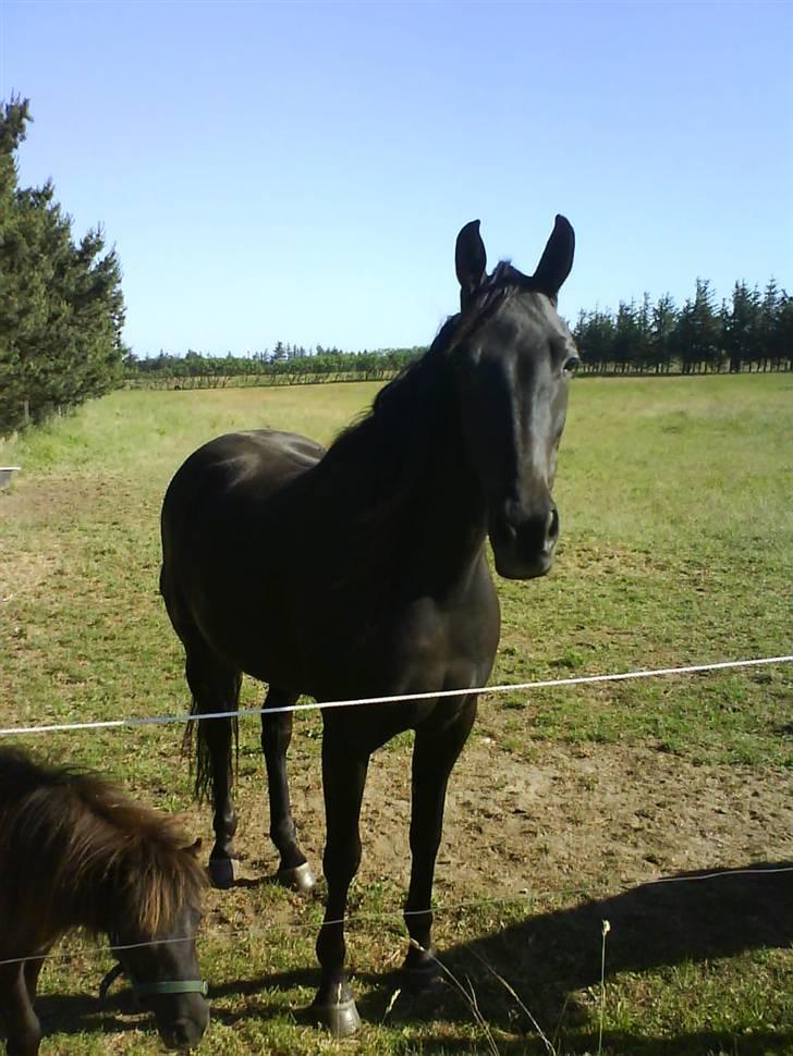 Traver Kate dybvad<3 billede 6