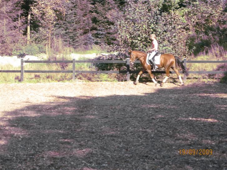 Welsh Cob (sec D) Eilien *Solgt* - Nyt  billede 16