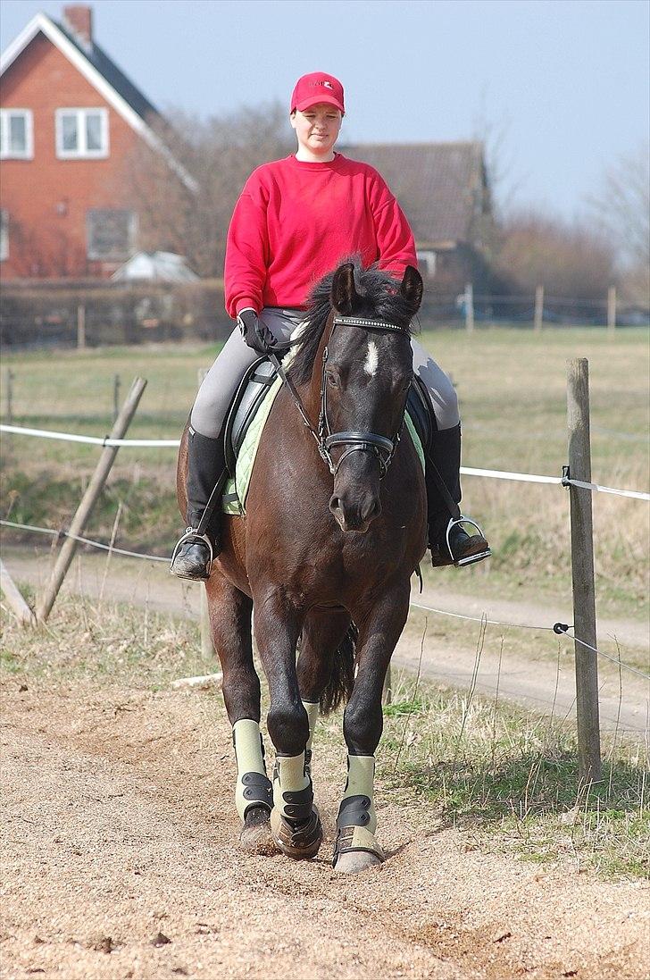 Oldenborg Castor II   (R.I.P)  <3 <3 billede 1