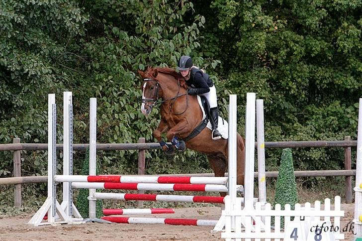 New Forest Chaos billede 6