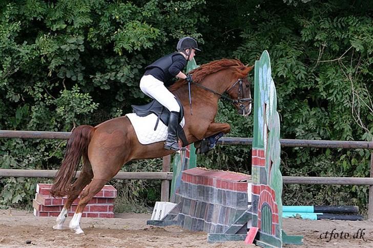 New Forest Chaos billede 9