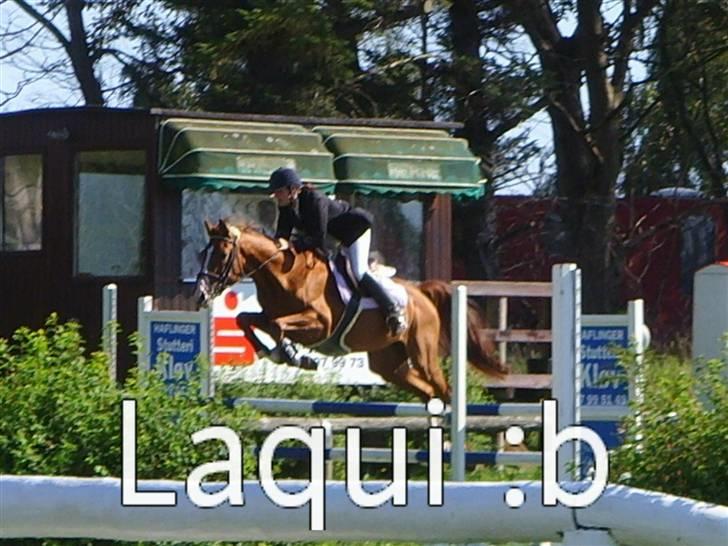 Dansk Varmblod Stald Benzon `s Laqui - min smukke hest laqui i en LB anden gang han er med ude.... billede 7