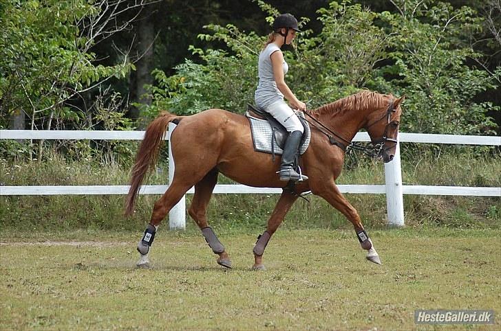 Dansk Varmblod Stald Benzon `s Laqui - det er Louise Svenningsen som har taget det billede 8