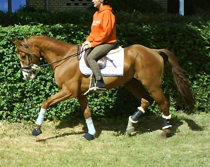 Dansk Varmblod Stald Benzon `s Laqui - lige lidt dressur billede 9