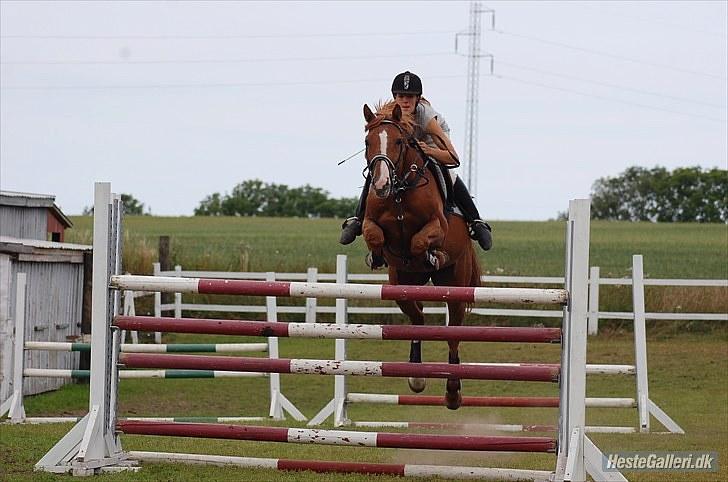 Dansk Varmblod Stald Benzon `s Laqui - det er Louise Svenningsen som har taget det billede 10