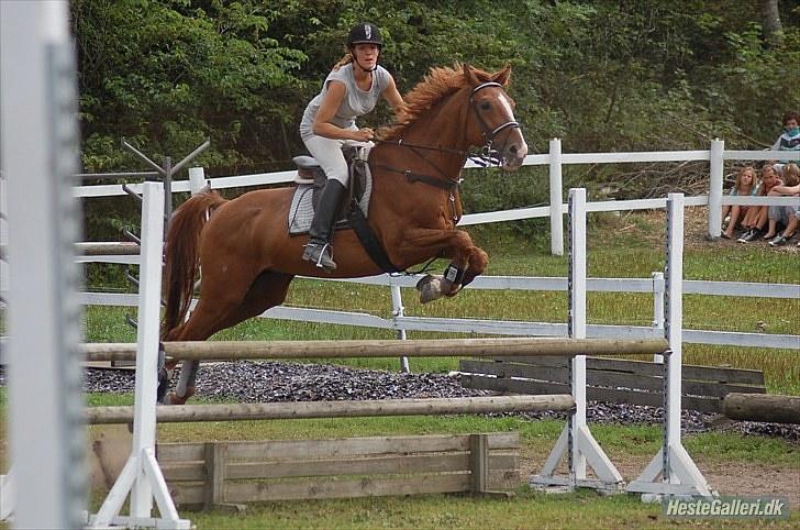 Dansk Varmblod Stald Benzon `s Laqui - det er Louise Svenningsen som har taget det billede 11