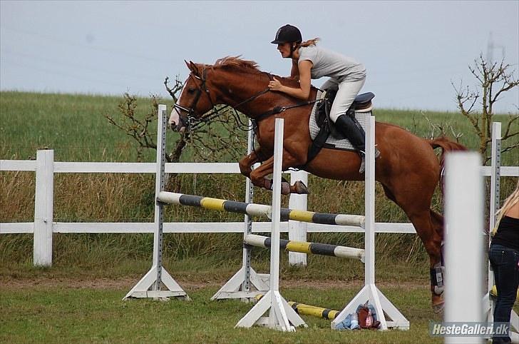 Dansk Varmblod Stald Benzon `s Laqui - det er Louise Svenningsen som har taget det billede 12