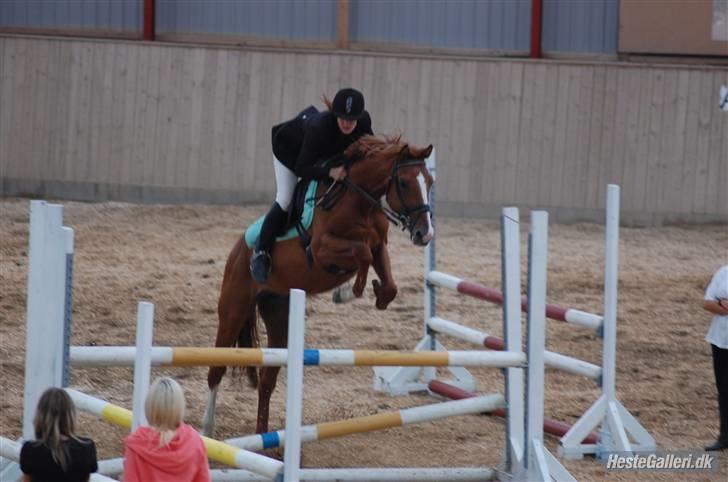 Dansk Varmblod Stald Benzon `s Laqui billede 13