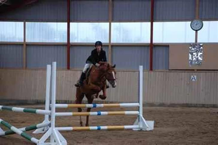 Dansk Varmblod Stald Benzon `s Laqui billede 14