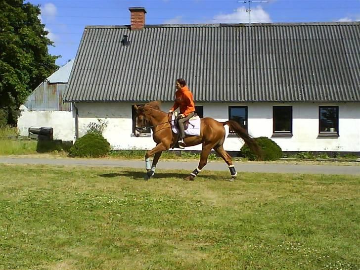 Dansk Varmblod Stald Benzon `s Laqui billede 15