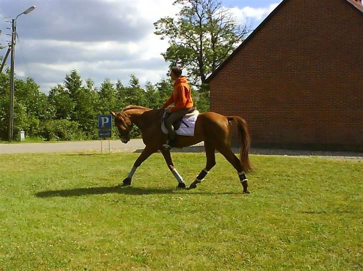 Dansk Varmblod Stald Benzon `s Laqui billede 16