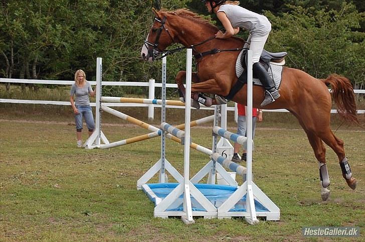 Dansk Varmblod Stald Benzon `s Laqui - det er Louise Svenningsen som har taget det billede 17
