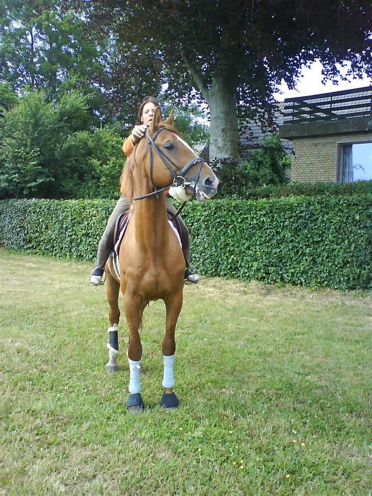 Dansk Varmblod Stald Benzon `s Laqui billede 18