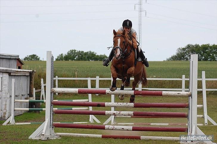 Dansk Varmblod Stald Benzon `s Laqui - det er Louise Svenningsen som har taget det billede 19