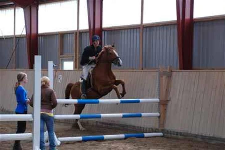 Dansk Varmblod Stald Benzon `s Laqui billede 20