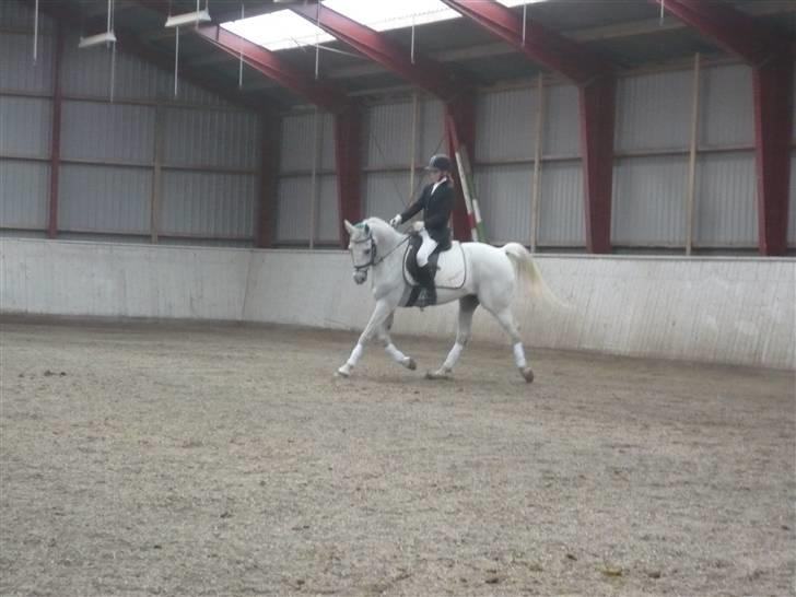 Arabisk fuldblod (OX) Progres - LB 2 på hes,...2plads!! billede 10