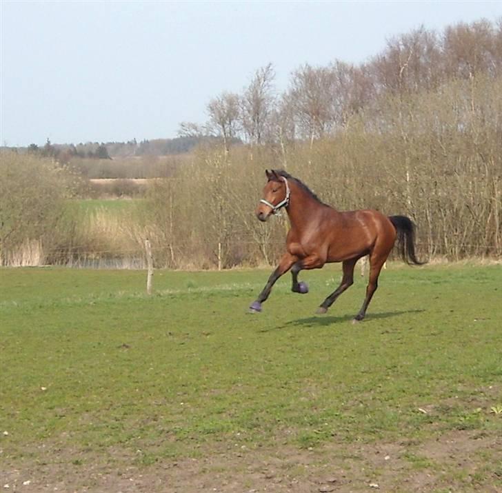 Hollandsk Varmblod      Umberto  - En glad hest - sådan skal det være :D billede 16