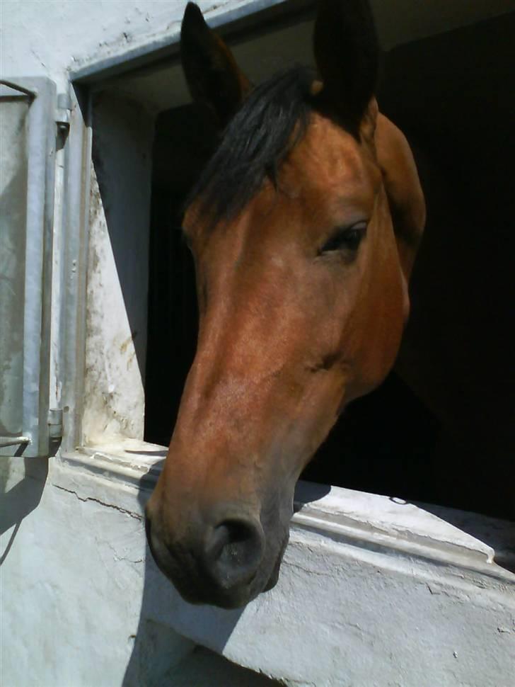 Dansk Varmblod Aurora -min prinsesse- tidligere hest - smuk og dejlig :-* billede 9