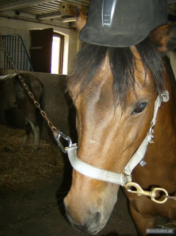 Anden særlig race Nixeline. billede 16