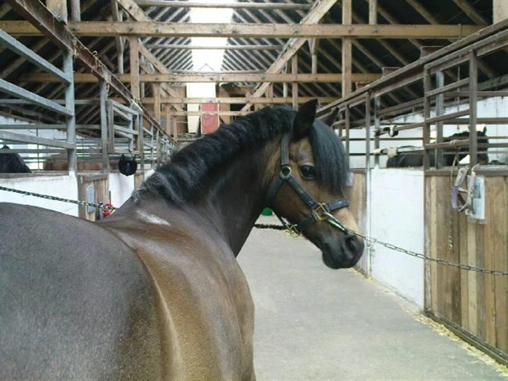 Anden særlig race Egtveds Emmely¤Solgt¤:S - stod du der??? Elsker diiq skat<3 billede 9