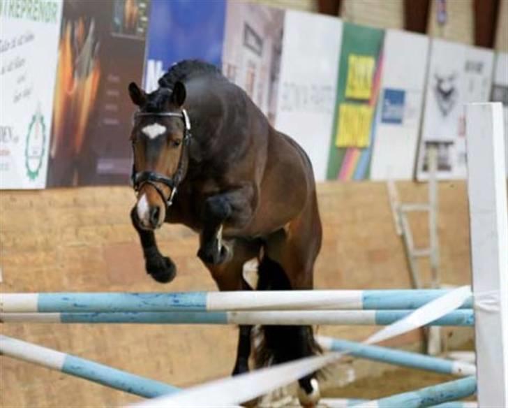 New Forest Flintdales Ranzau - Solgt - Han fik gode karakter i springning til kåring.  billede 10