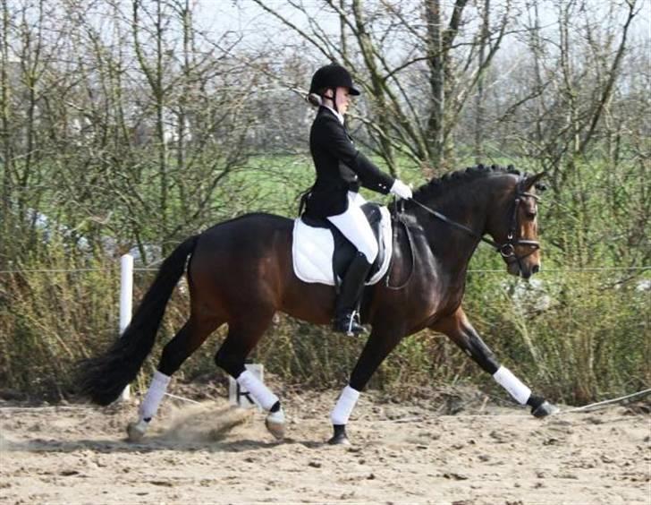 New Forest Flintdales Ranzau - Solgt - Åbenhus 2009 Foto: Stutteri Calandia billede 11