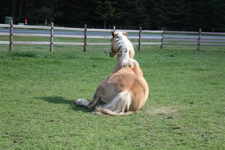 Haflinger Dex Dexter  - D.18/5-09 Taget af Sofie Andersen og hendes mester kamera;) billede 4