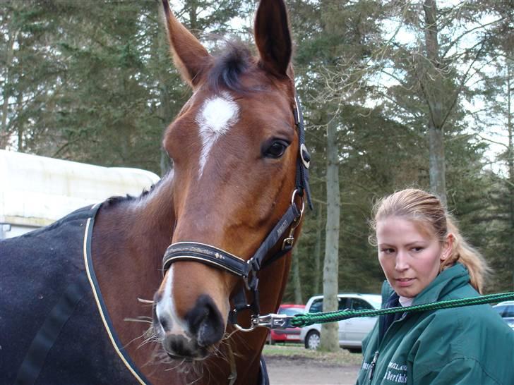 Dansk Varmblod Birkely's Krasotka Solgt - vi blev mere hjemmevante på stævnepladserne billede 5