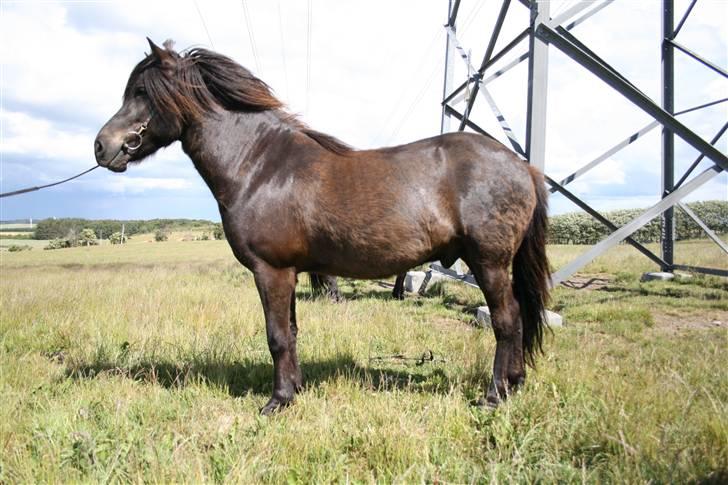 Islænder Kjarkur f. Kattinge - Stillet lidt kejtet op.                           cs foto billede 11