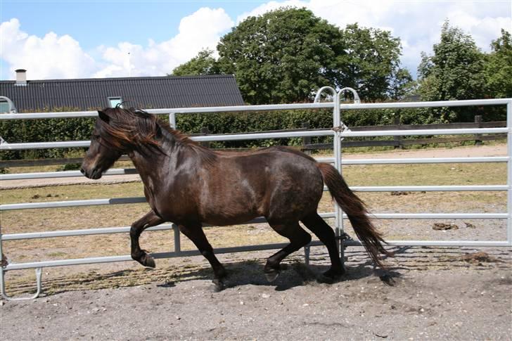 Islænder Kjarkur f. Kattinge - Træning i runddellen.                                     cs foto billede 12
