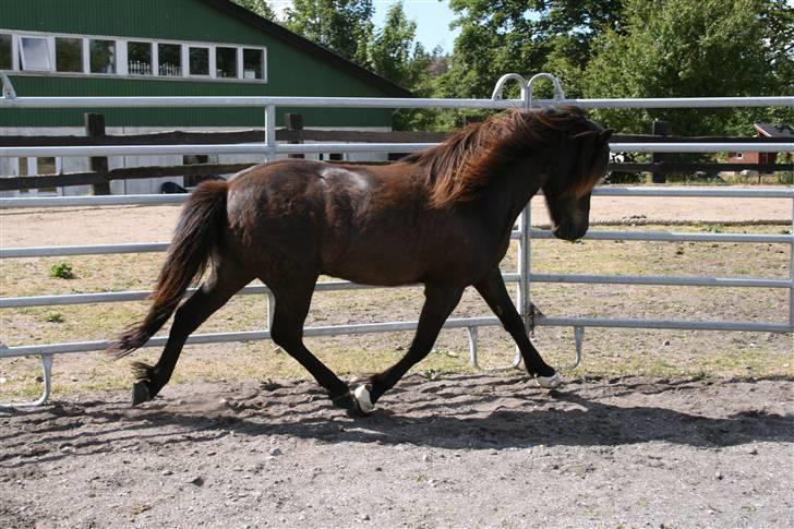 Islænder Kjarkur f. Kattinge - Mere træning, traven er ikke værst. :P                       cs foto billede 13