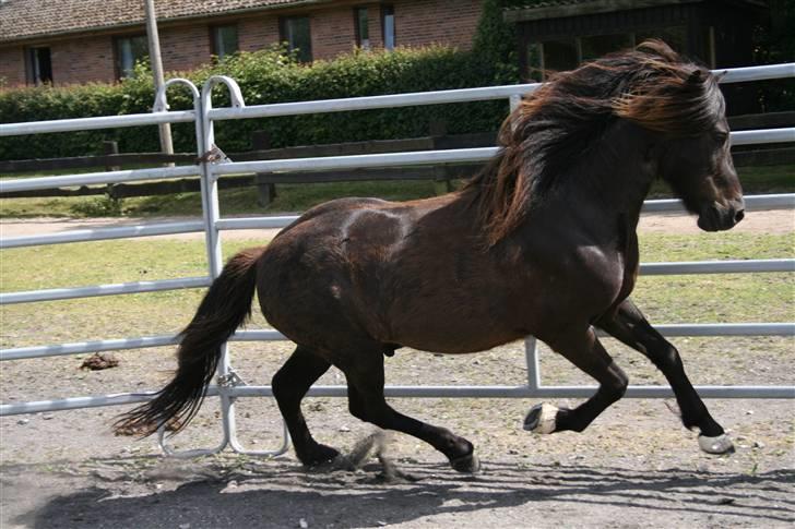 Islænder Kjarkur f. Kattinge - Og så lidt galop, stadigvæk i runddellen (;                                    cs foto billede 14