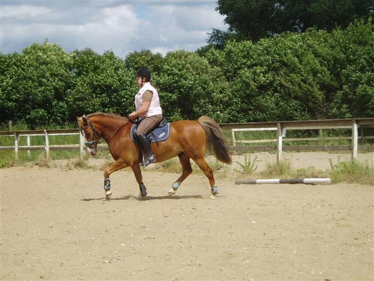 Anden særlig race Lukas / Solgt! :'(  .../  - Dressur 16/6 billede 3