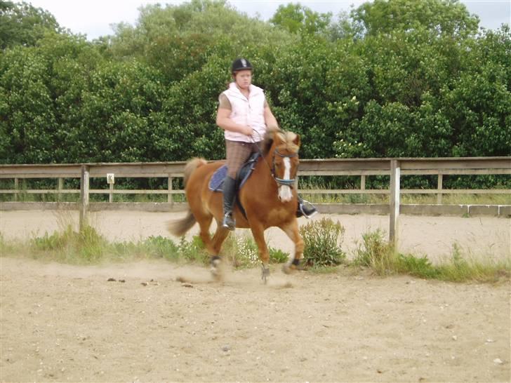 Anden særlig race Lukas / Solgt! :'(  .../  - Dressur 16/6 billede 4