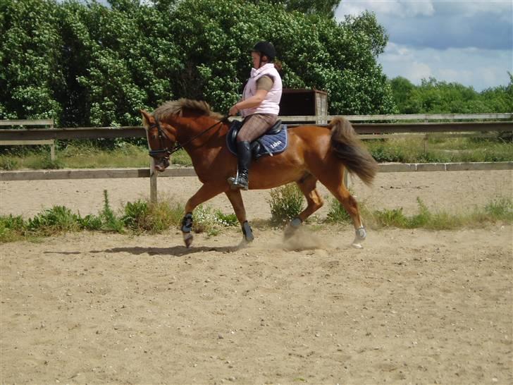 Anden særlig race Lukas / Solgt! :'(  .../  - Dressur 16/6 billede 5