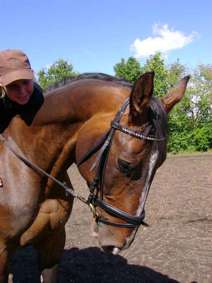 Dansk Varmblod Chervi´s Castellano låne - Han er bare dejlig billede 1
