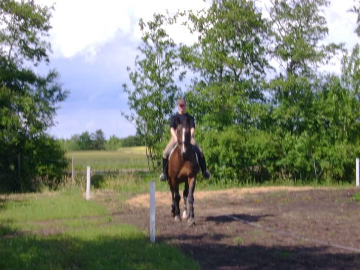 Dansk Varmblod Chervi´s Castellano låne - Hvad er det der står foran mig??  billede 4