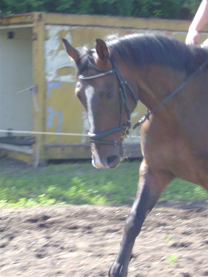 Dansk Varmblod Chervi´s Castellano låne billede 5