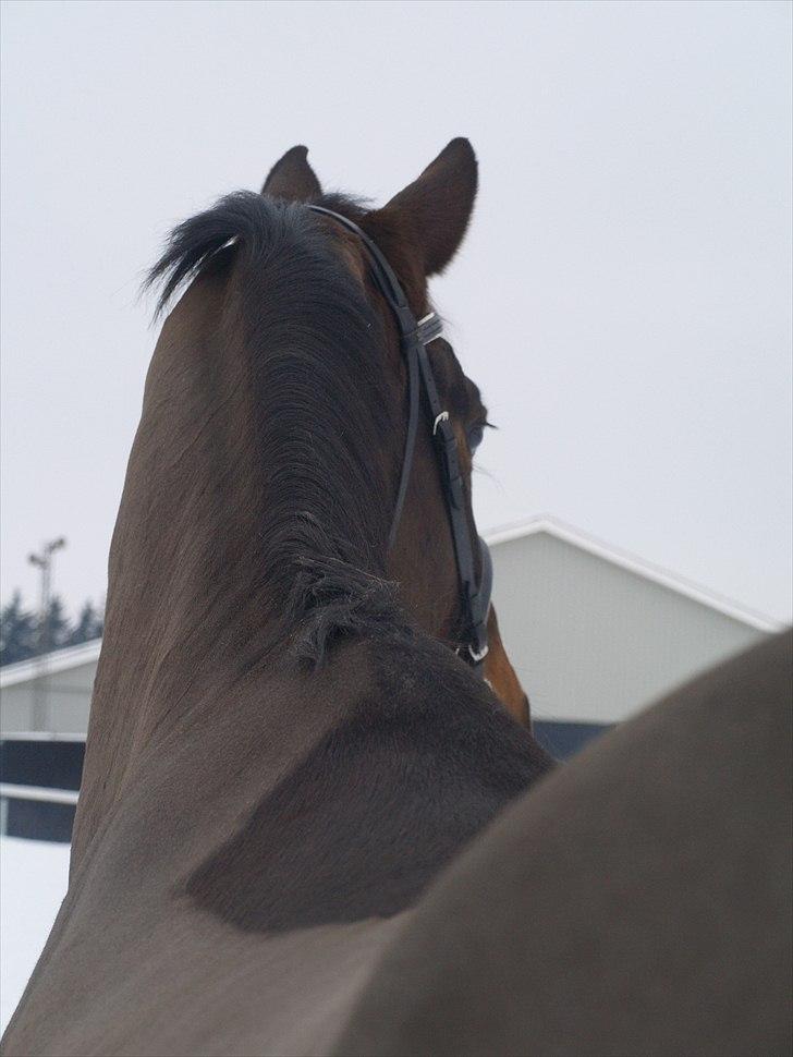 Holstener XXXCOUTURE  billede 15