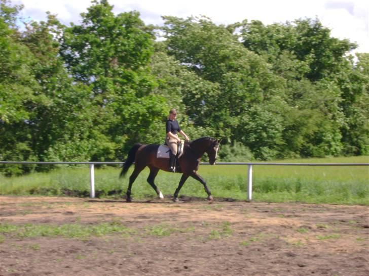 Dansk Varmblod Chervi´s Castellano låne - Hvor er vi dygtige billede 6