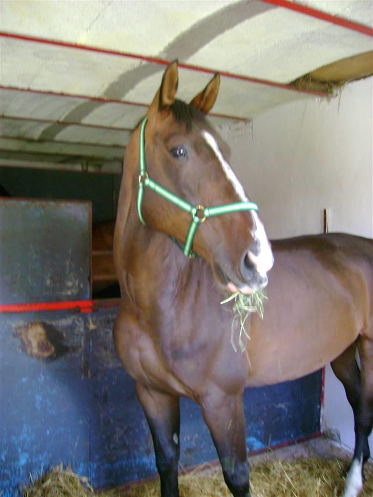 Dansk Varmblod Chervi´s Castellano låne - ja,ja, selvom maden er god, så skal jeg jo holde "øje" med min nye venner. billede 7