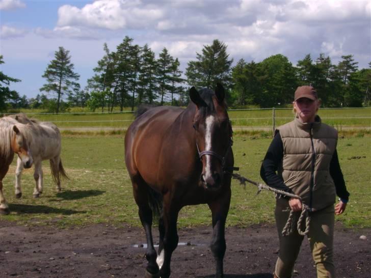 Dansk Varmblod Chervi´s Castellano låne - Ikke mere græs til mig. Nu skal jeg ind og nusses. billede 8