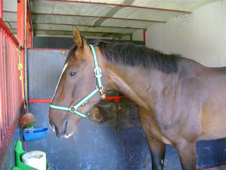 Dansk Varmblod Chervi´s Castellano låne - Nyt  hjem,men maden er nu god. billede 9