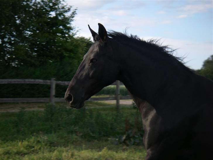 Oldenborg Labine Hjortelund billede 6