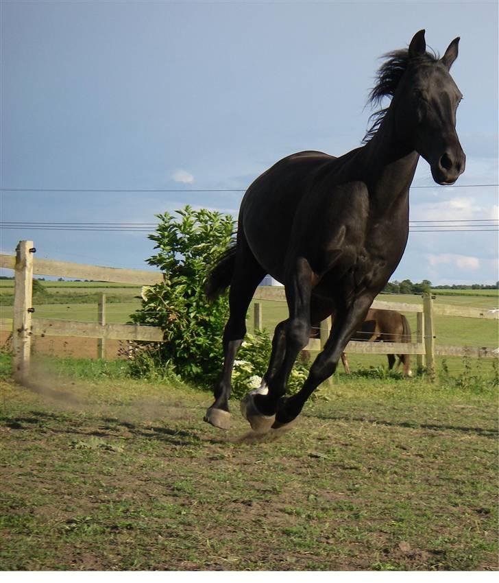 Oldenborg Labine Hjortelund billede 7