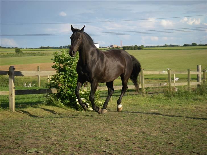 Oldenborg Labine Hjortelund billede 8