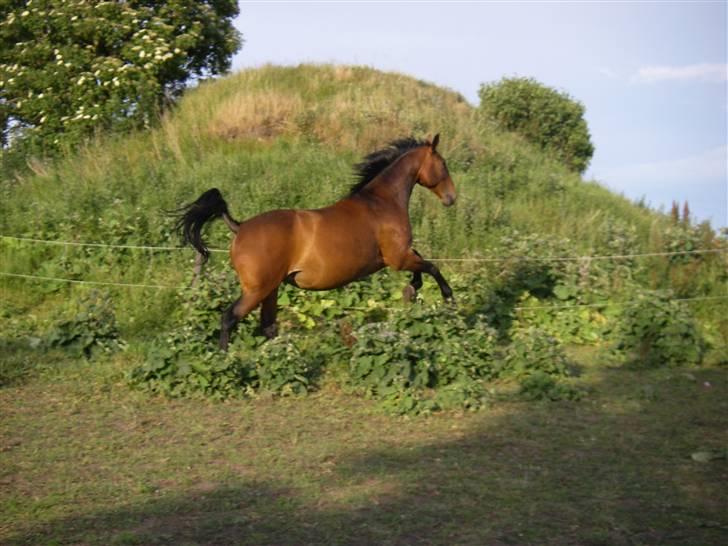 Oldenborg Smilla Stream Valley billede 10