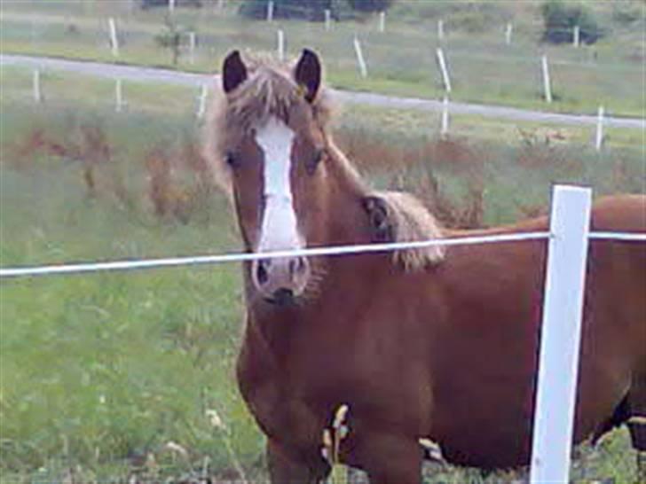 DSP Guldborggaards Remir - Remir som lidt yngre;b billede 20