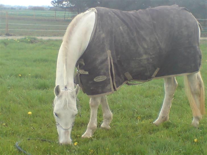 Lipizzaner Angelic (død 25.3.2010) - igen græsning 2008 billede 11